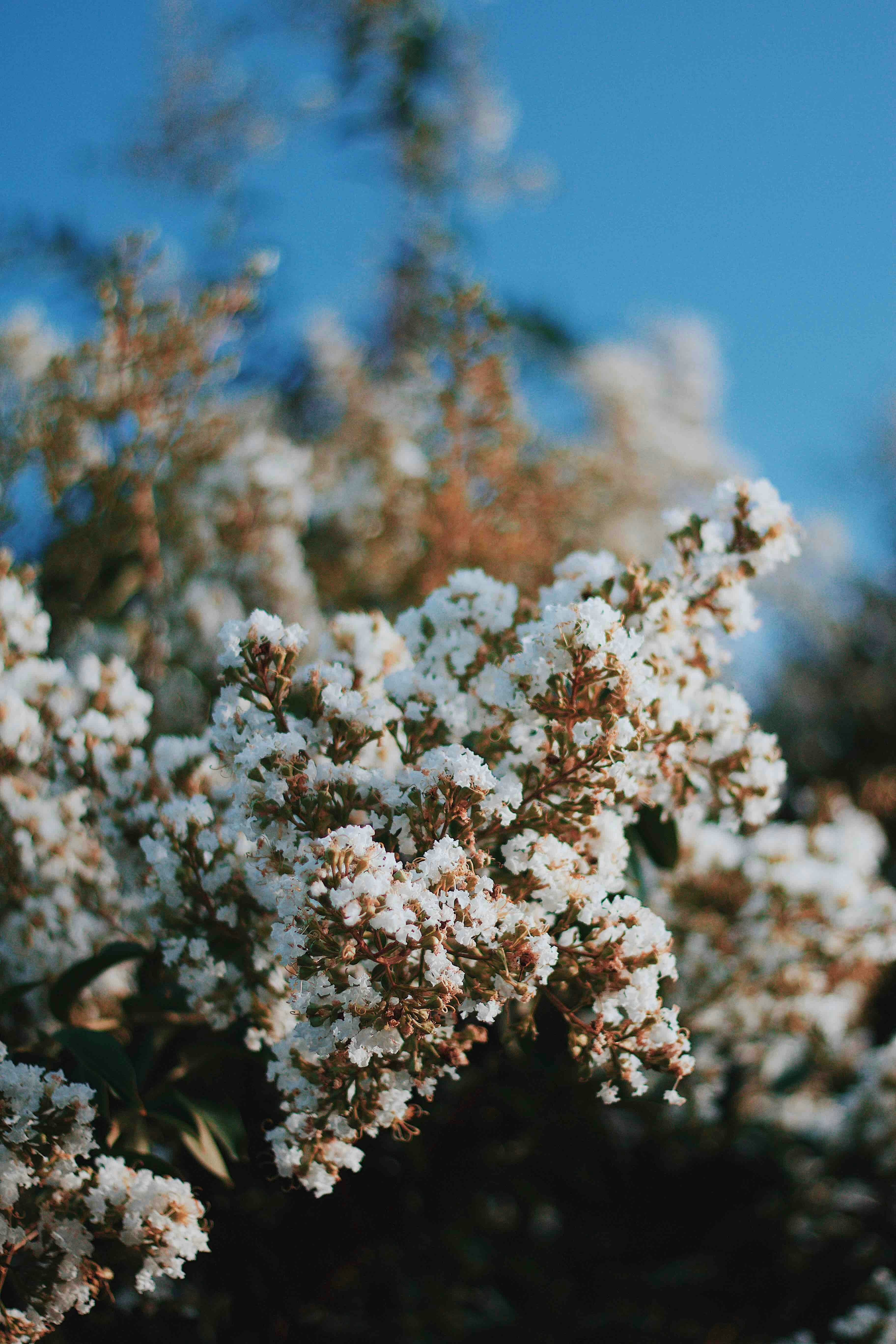 white flowering tree